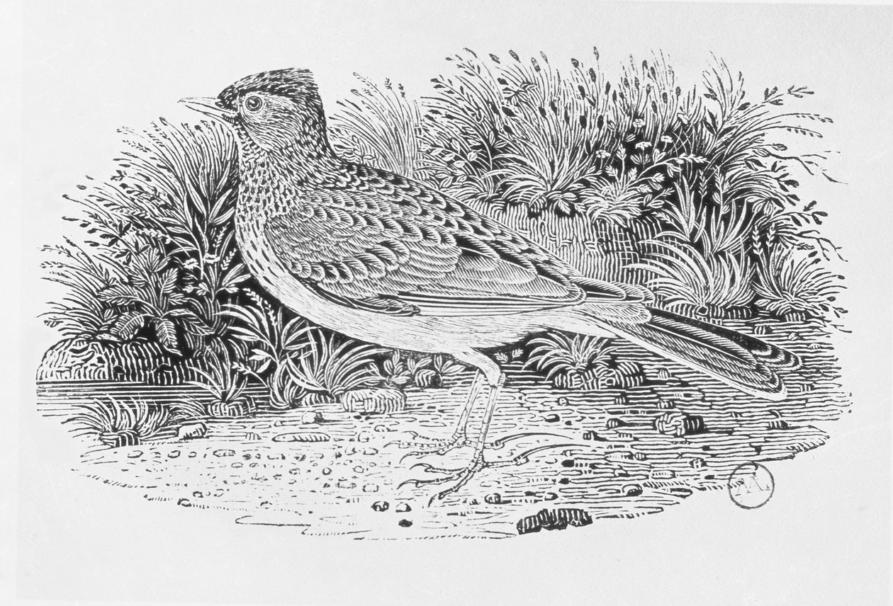 Skowronek (Alauda arvensis) z tomu I „Historii ptaków brytyjskich”, wyd. 1797 (drewno grawerowane) autorstwa Thomas Bewick