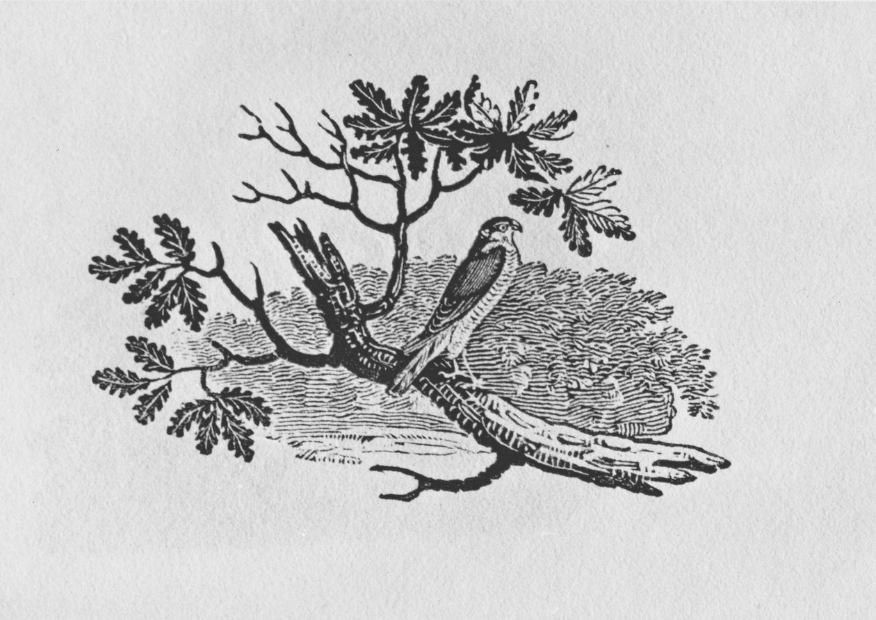 Krogulec (Accipiter nisus) z tomu I „Historii ptaków brytyjskich”, wyd. 1797 (drewno grawerowane) autorstwa Thomas Bewick