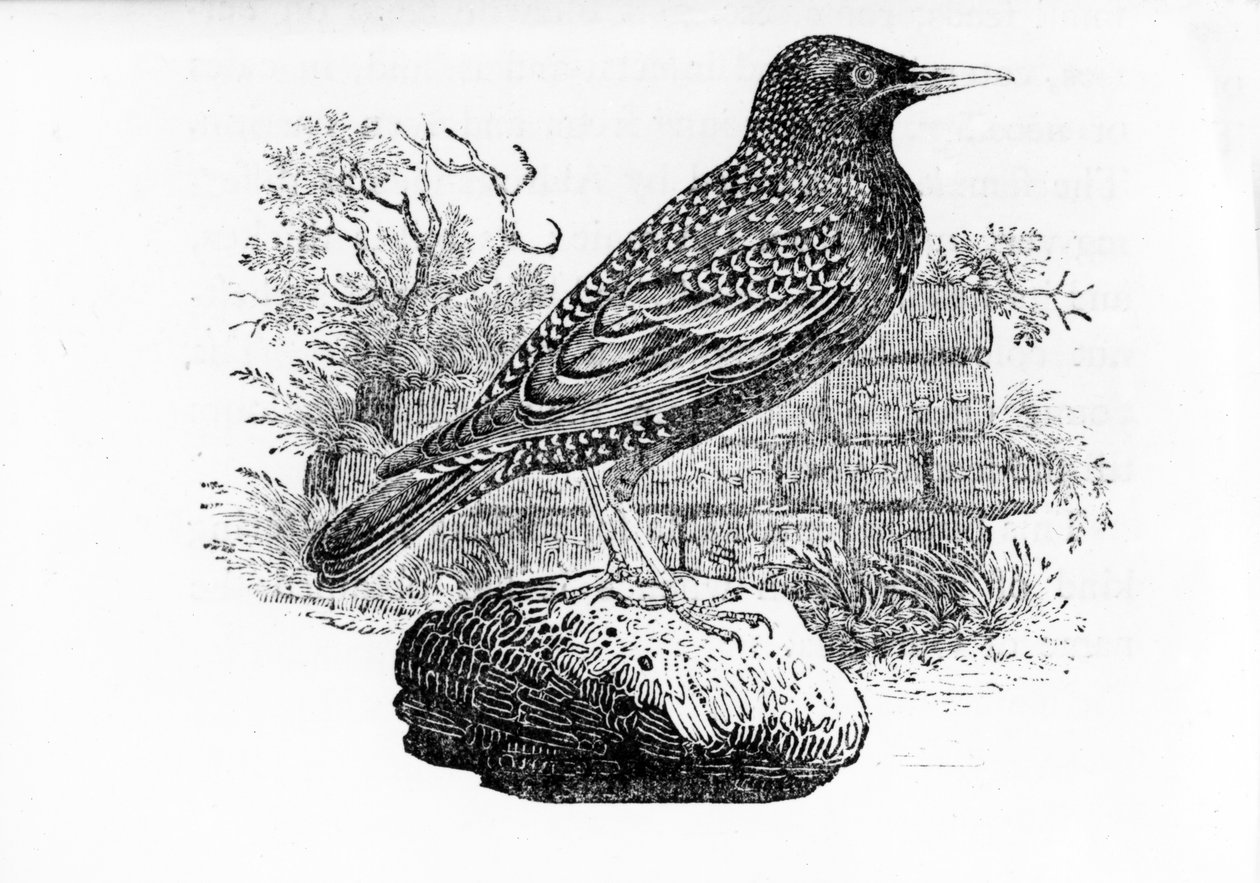 ستورلینګ، د توماس بیوک لخوا د برتانوي مرغانو تاریخ څخه انځور، لومړی ځل په 1797 کې خپور شو autorstwa Thomas Bewick