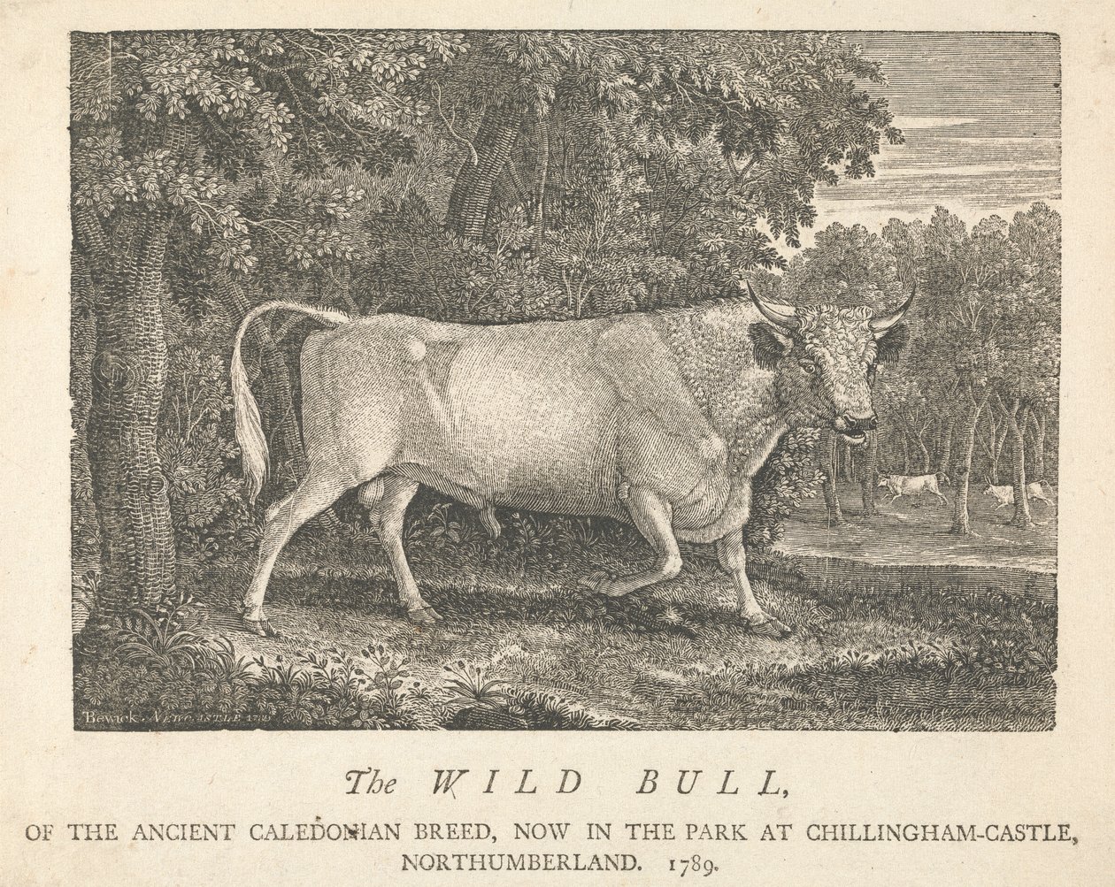 Dziki byk starożytnej rasy kaledońskiej, teraz w parku, w Chillingham-Castle, Northumberland. autorstwa Thomas Bewick
