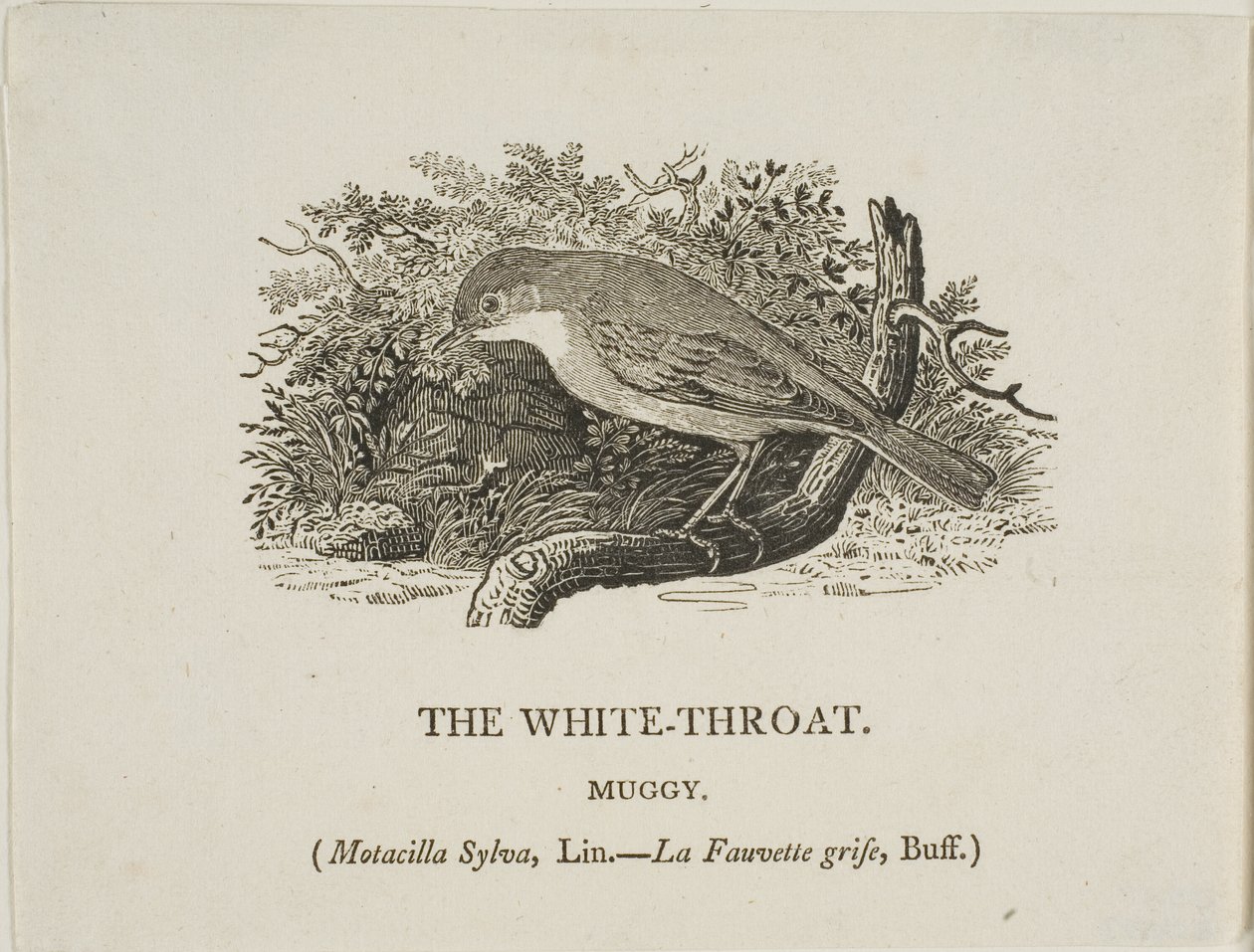Białe gardło (ptak) autorstwa Thomas Bewick