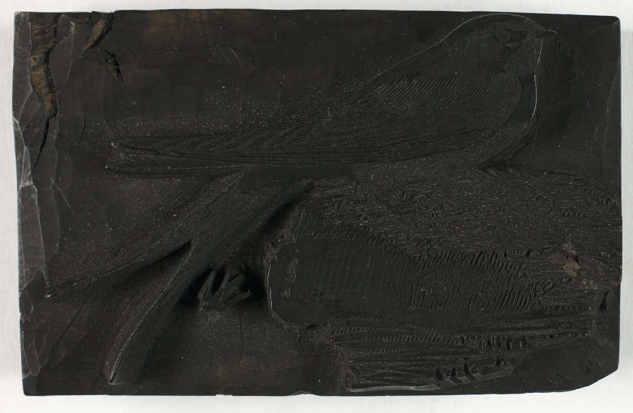 Woodblock do Jaskółki, z Historii ptaków brytyjskich autorstwa Thomas Bewick