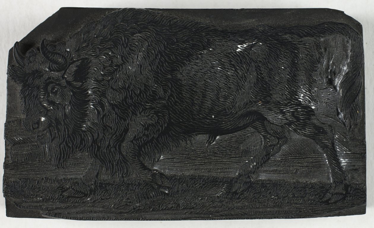 Woodblock do The Urus lub Wild Bull, z Ogólnej historii czworonogów autorstwa Thomas Bewick