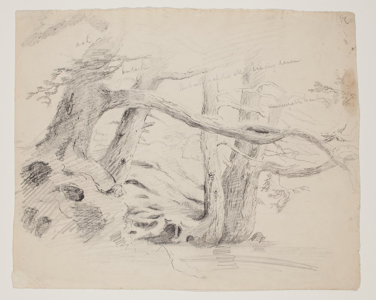 Dąb i Hemlock Trees (ołówek na papierze) autorstwa Thomas Cole