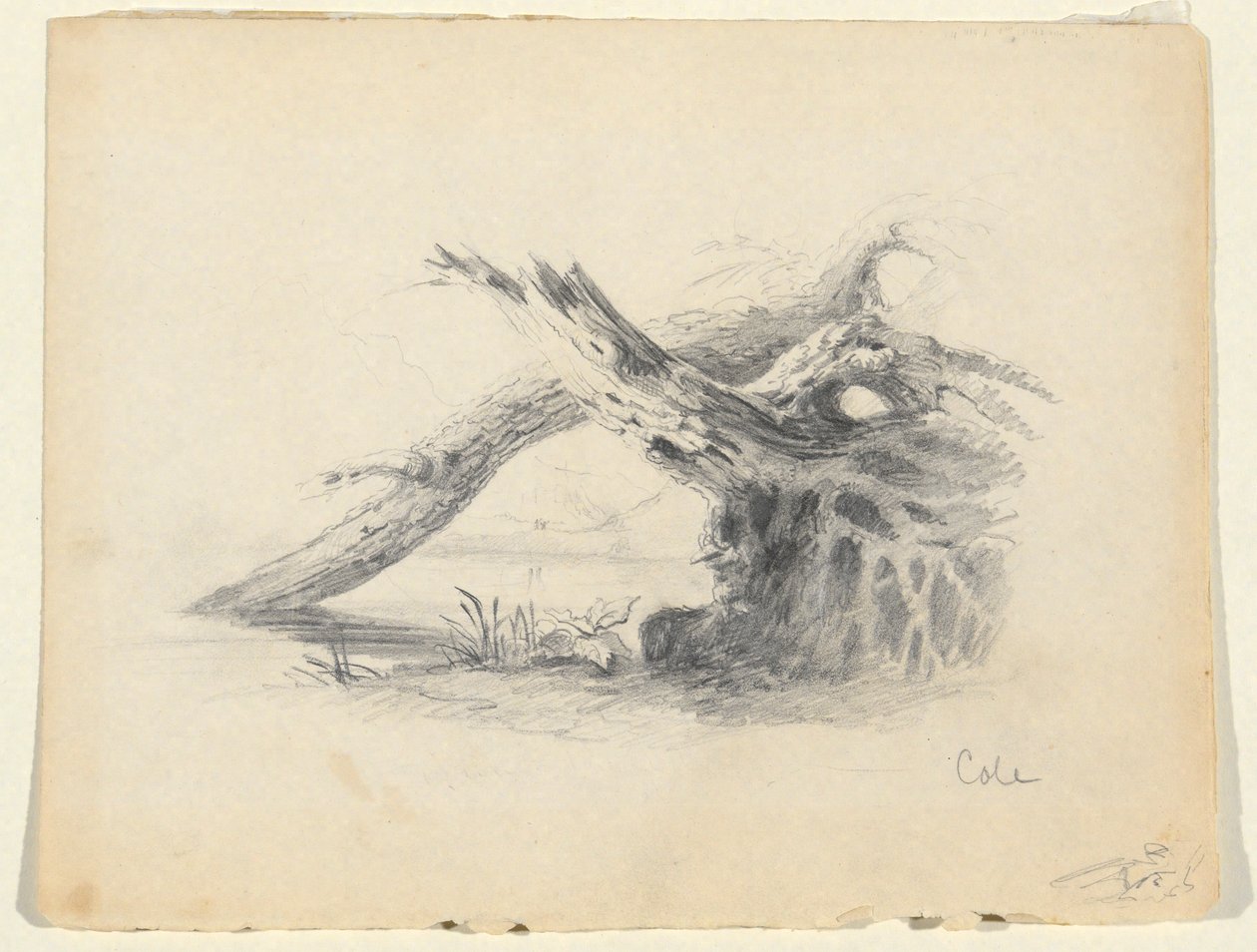 Szkic dwóch martwych drzew autorstwa Thomas Cole