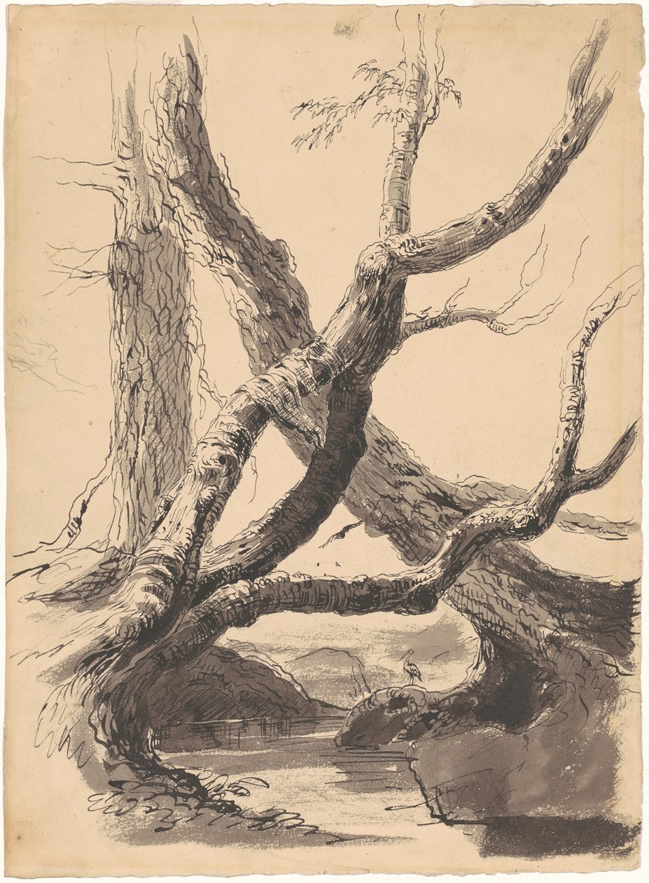 Pnie drzew autorstwa Thomas Cole