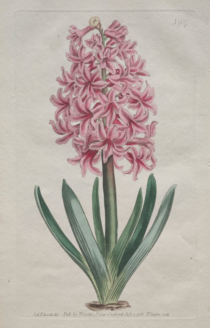 Wystawiony magazyn botaniczny lub ogród kwiatowy: Hiacynt ogrodowy, 1806. autorstwa Thomas Curtis
