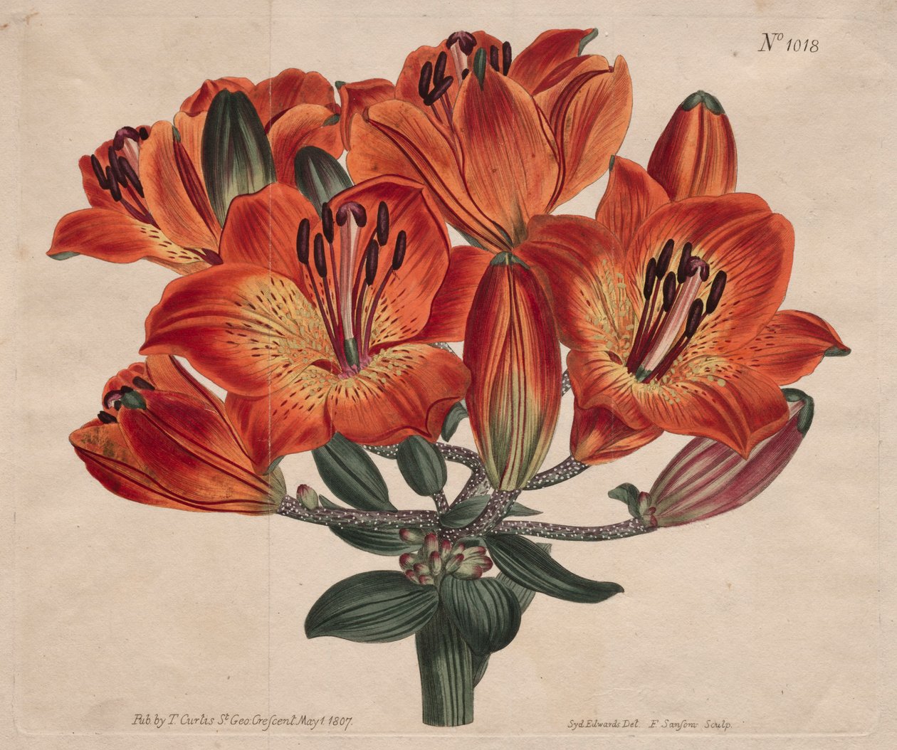 Magazyn botaniczny lub ogród kwiatowy Wyświetlany: ...Pomarańczowa lilia, 1807. autorstwa Thomas Curtis