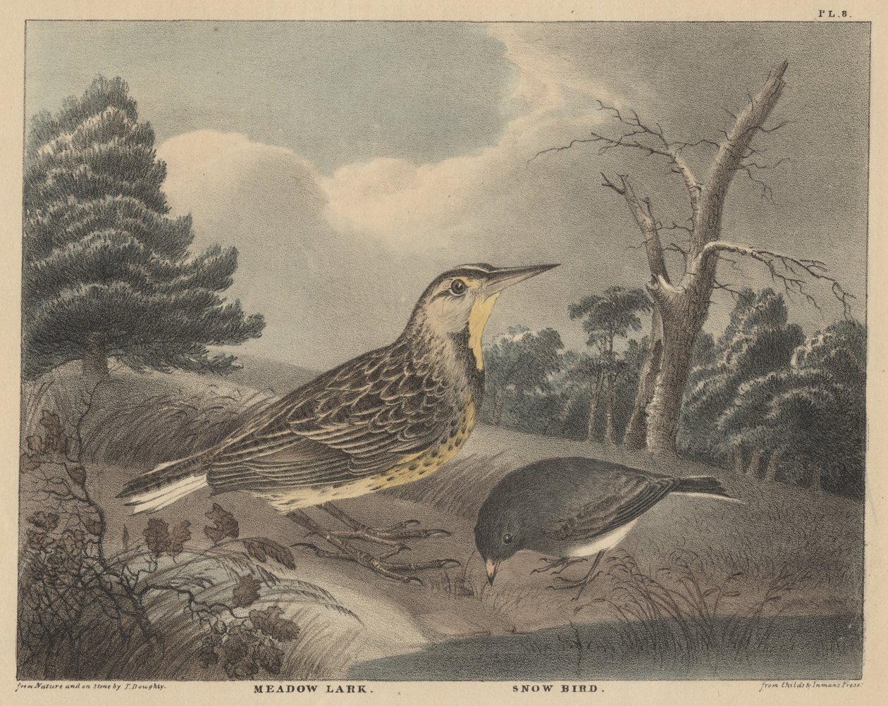 Meadow Lark i Snow Bird , z „Gabinet historii naturalnej i amerykańskich sportów wiejskich Doughty”, tom I, 1830 autorstwa Thomas Doughty