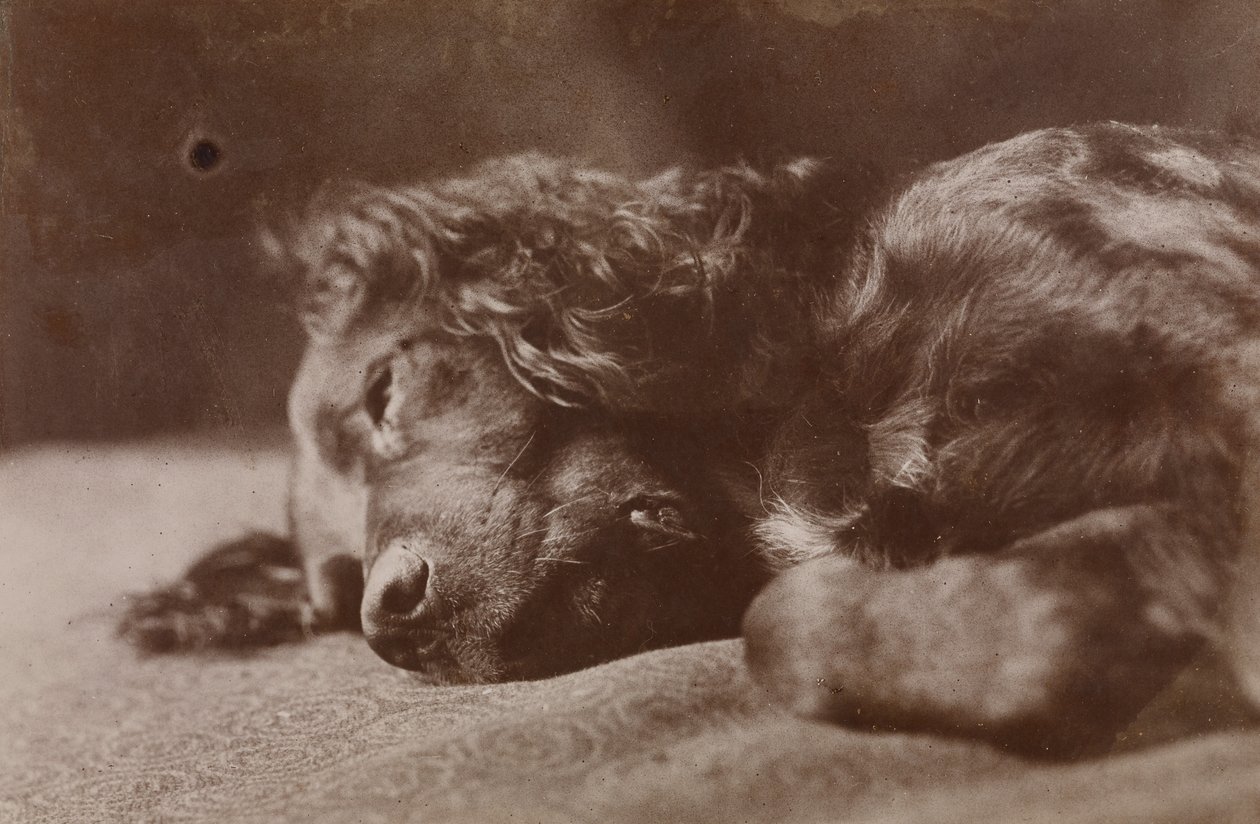 Boyce, portret psa rasy seter autorstwa Thomas Eakins