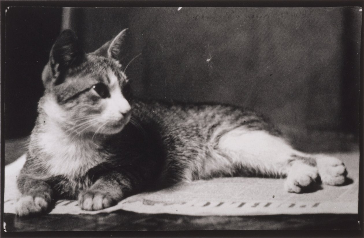 Kot pani Thomas Eakins autorstwa Thomas Eakins