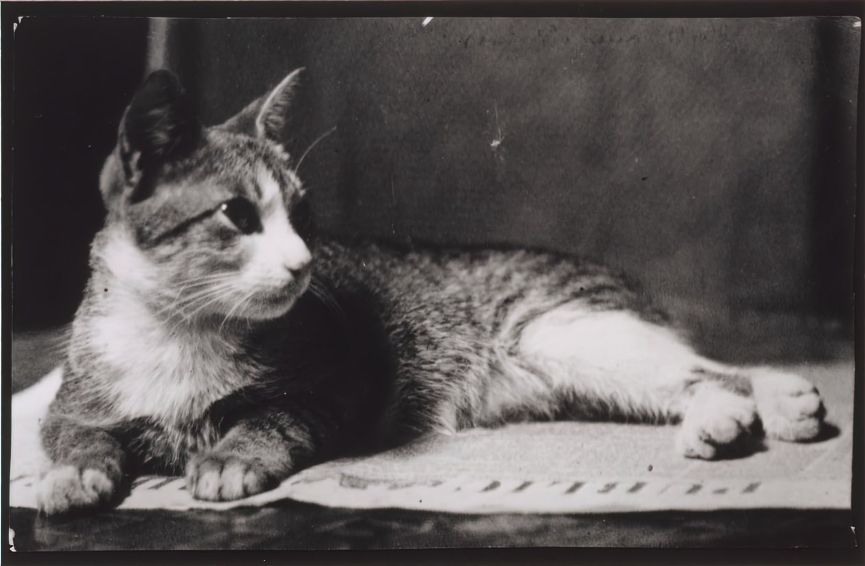 Kot pani Thomas Eakins, ok. 1930 r. 1880-1890. autorstwa Thomas Eakins