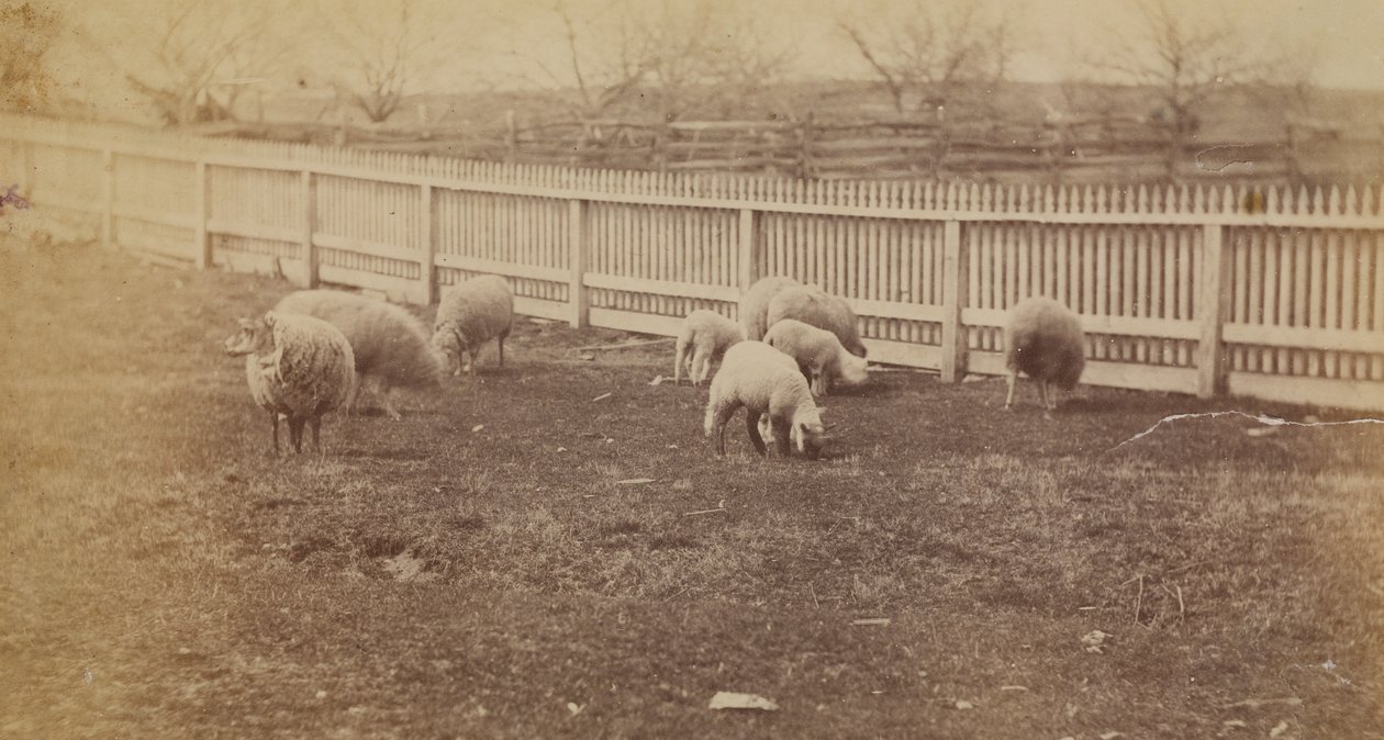 [Owce na pastwisku na farmie w Avondale, PA]. autorstwa Thomas Eakins