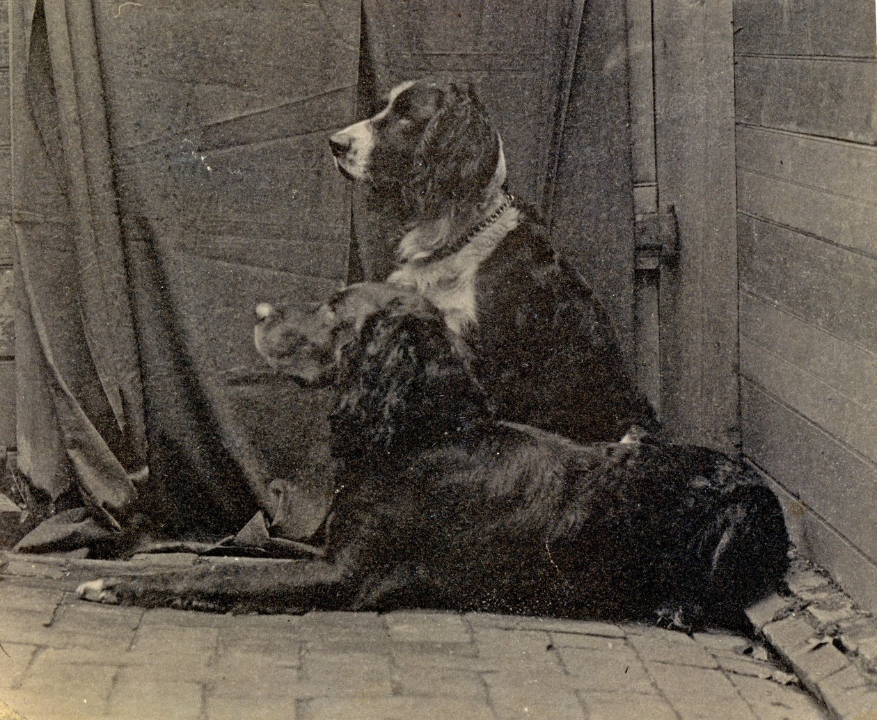 Psy Thomasa Eakinsa, 1884 r autorstwa Thomas Eakins