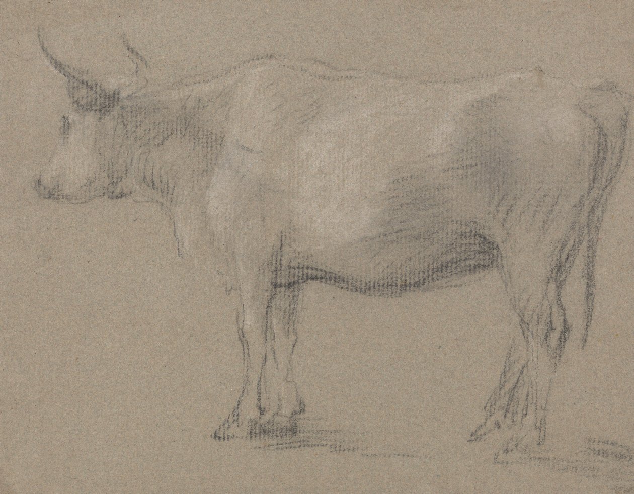 Studium krowy autorstwa Thomas Gainsborough