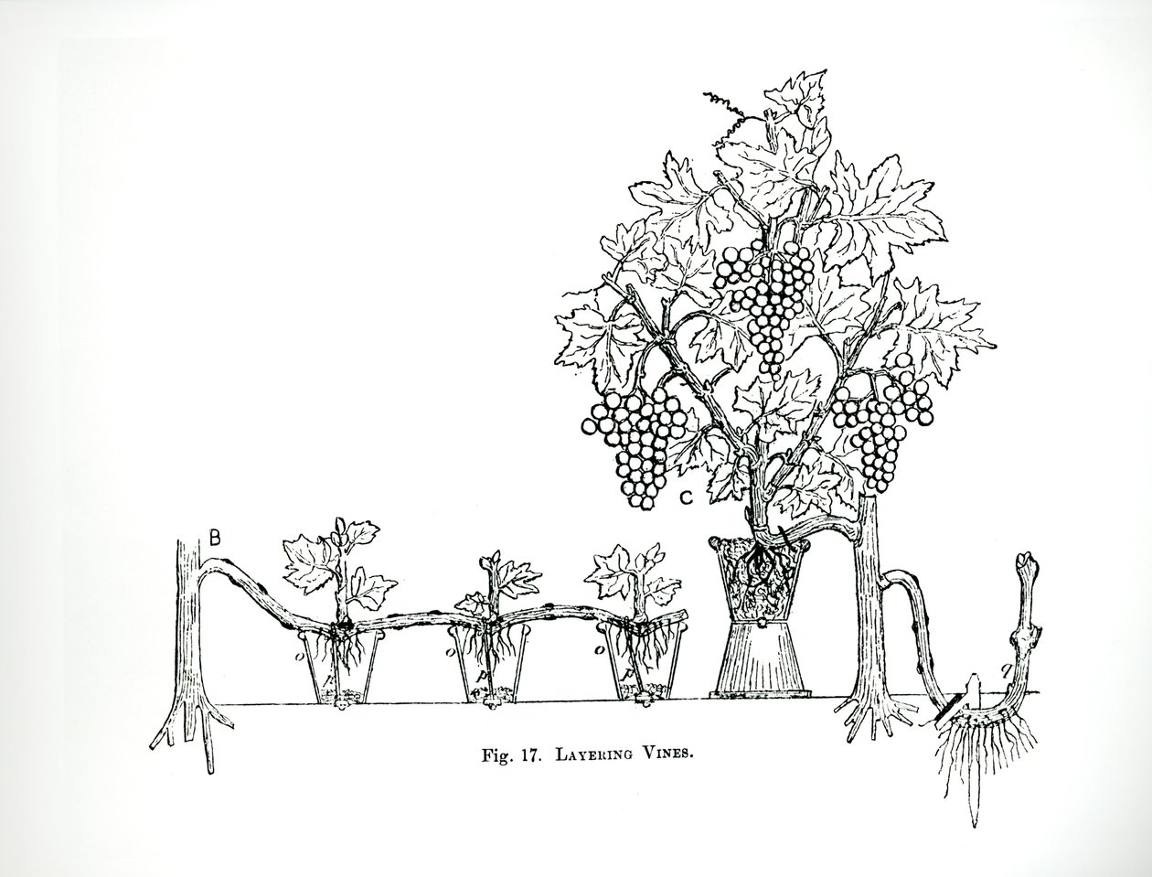 Warstwy winorośli, z „The Art and Craft of Garden Making” Thomasa Mawsona, opublikowane w 1900 r. (Grawerowanie) (zdjęcie czarno-białe) autorstwa Thomas Hayton Mawson