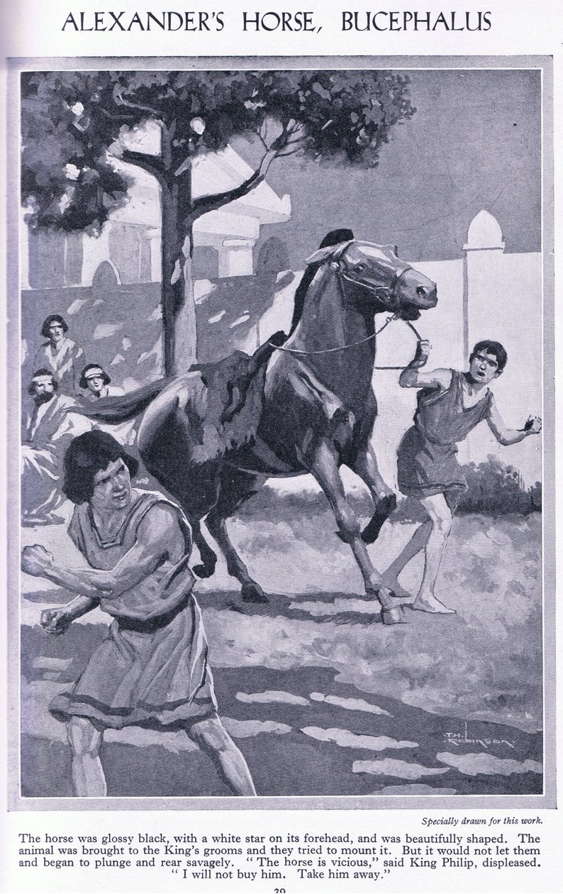 Koń Aleksandra, Bucephalus: koń był lśniąco czarny z białą gwiazdą na czole, ok. 1950 r. (litografia) autorstwa Thomas Heath Robinson
