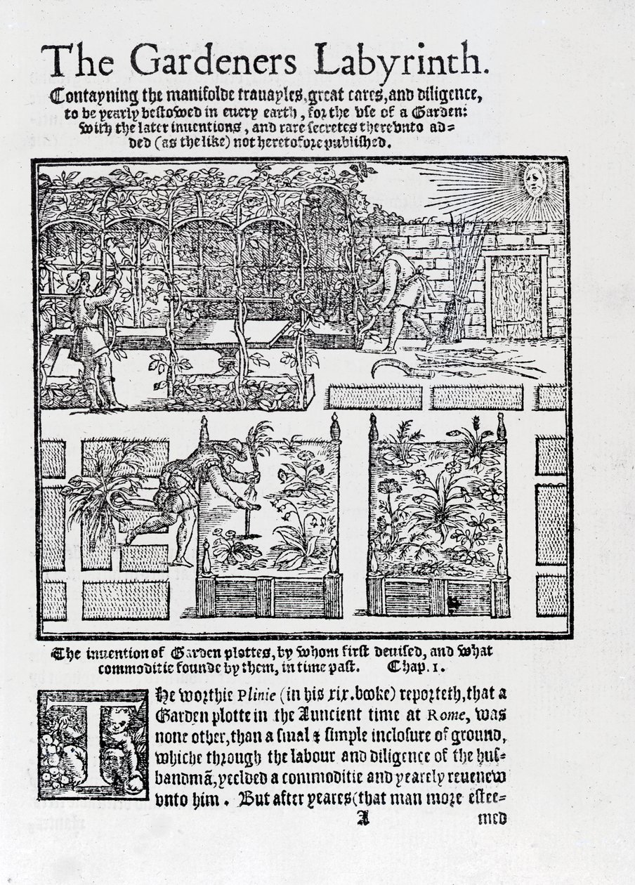 Altana zbudowana jako cień przed słońcem i sadzenie w podwyższonych grządkach, z Labiryntu Ogrodników, 1577 autorstwa Thomas Hill