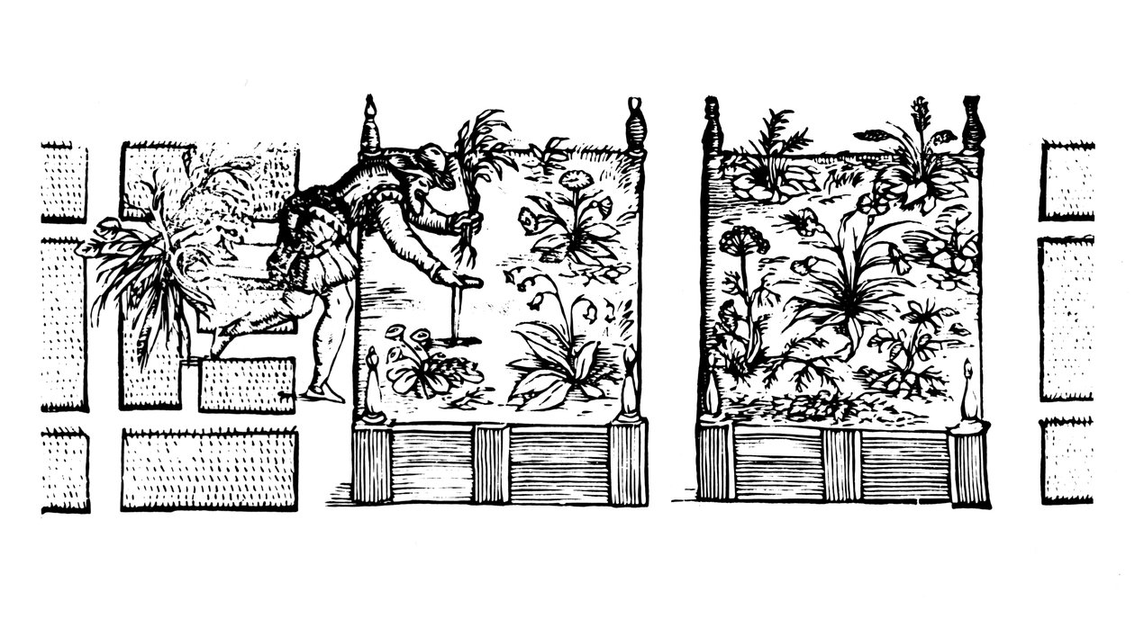 Sadzenie w podwyższonych rabatach, z „Labiryntu Ogrodnika”, 1586 autorstwa Thomas Hill