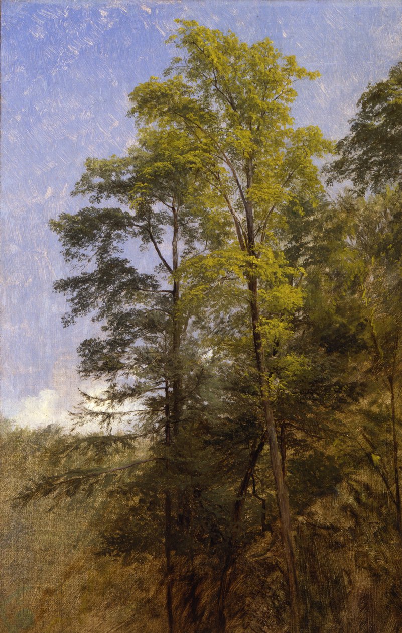 Badanie drzewa, Catskill Clove, NY autorstwa Thomas Hiram Hotchkiss