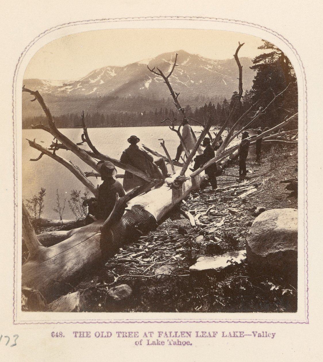 Stare drzewo nad jeziorem Fallen Leaf Lake autorstwa Thomas Houseworth