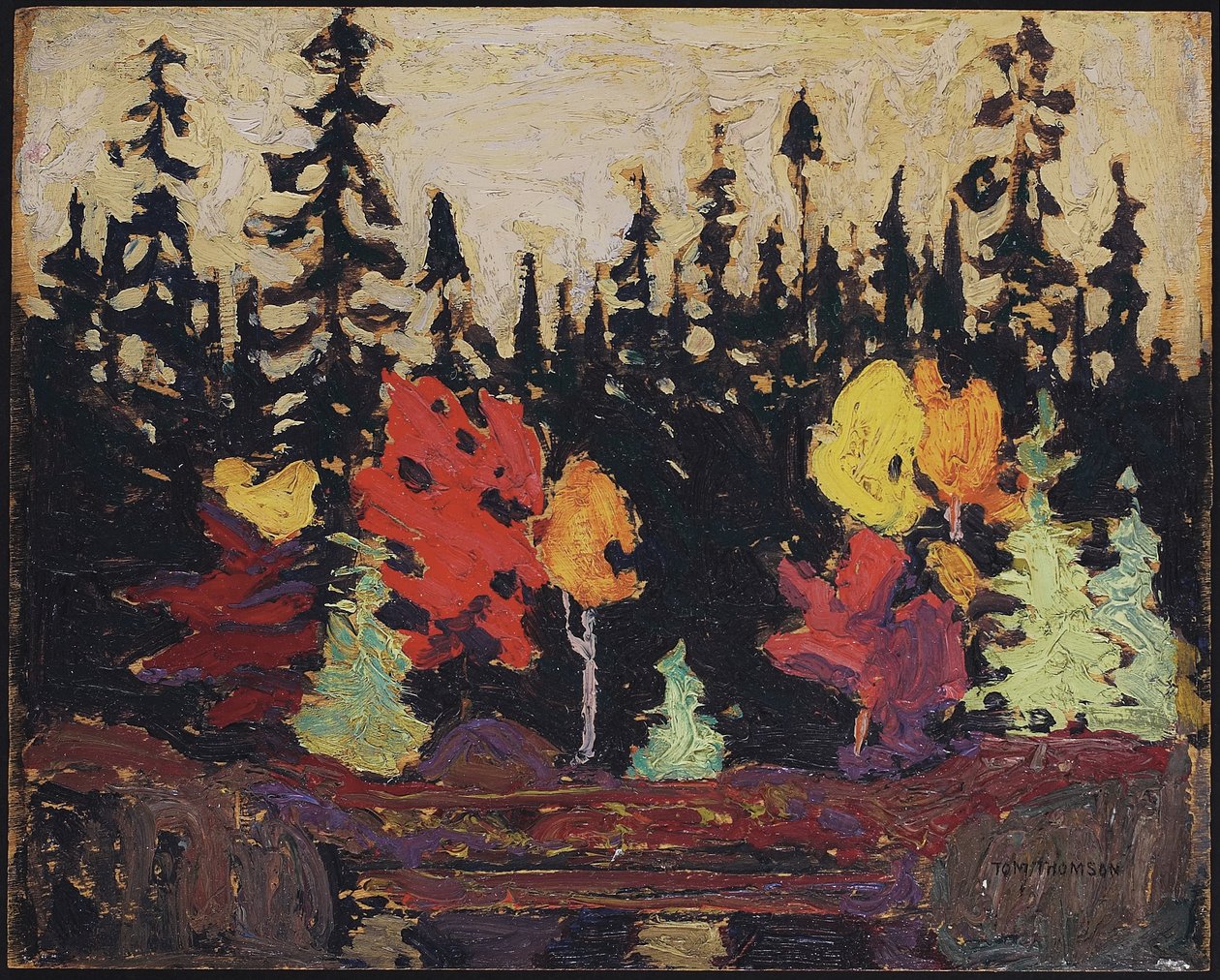 Czarny świerk i klon, 1915 (olej na desce) autorstwa Tom Thomson