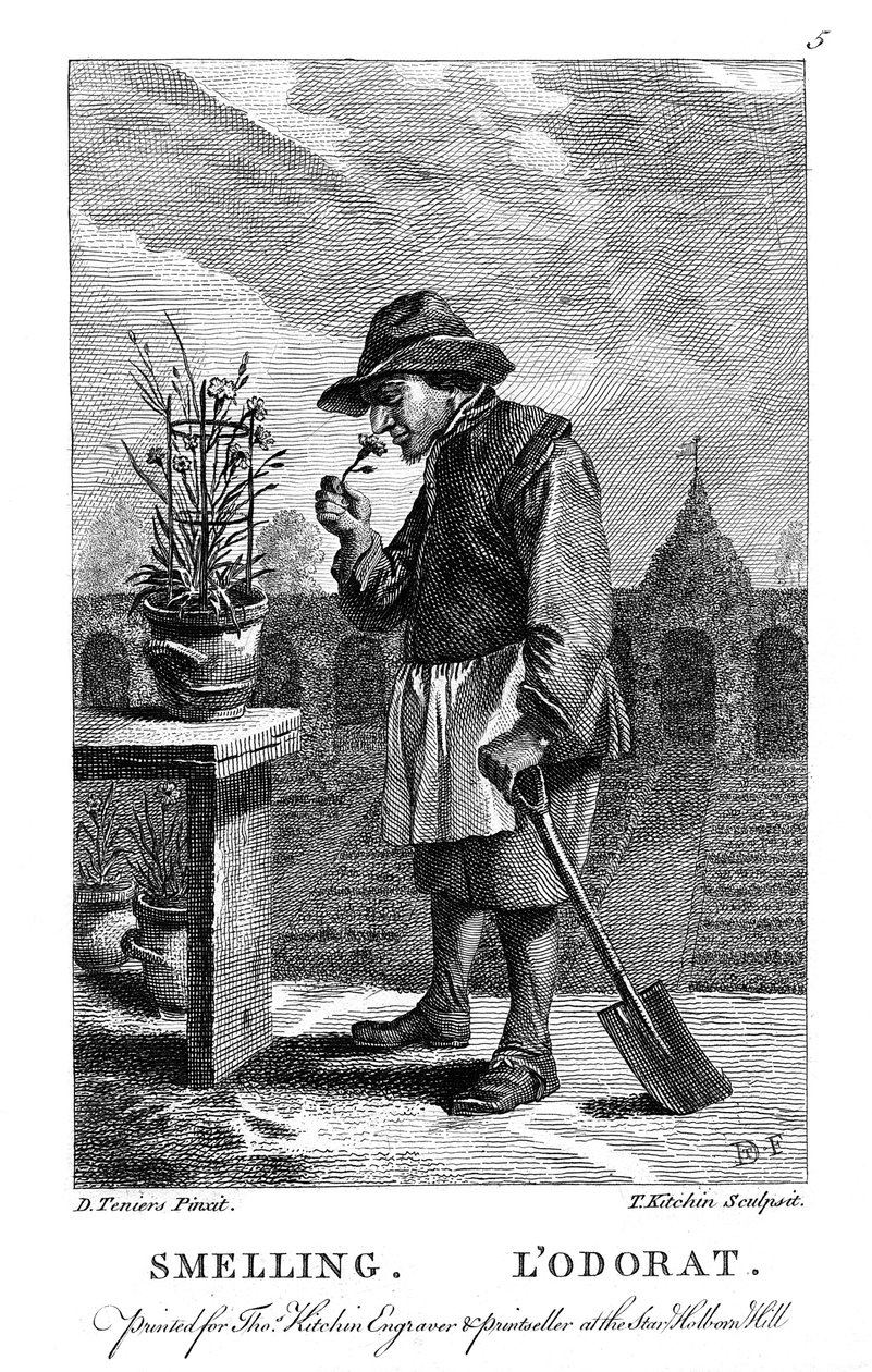 Ogrodnik pachnący goździkiem lub różowym goździkiem, ok. 1750 autorstwa Thomas Kitchin