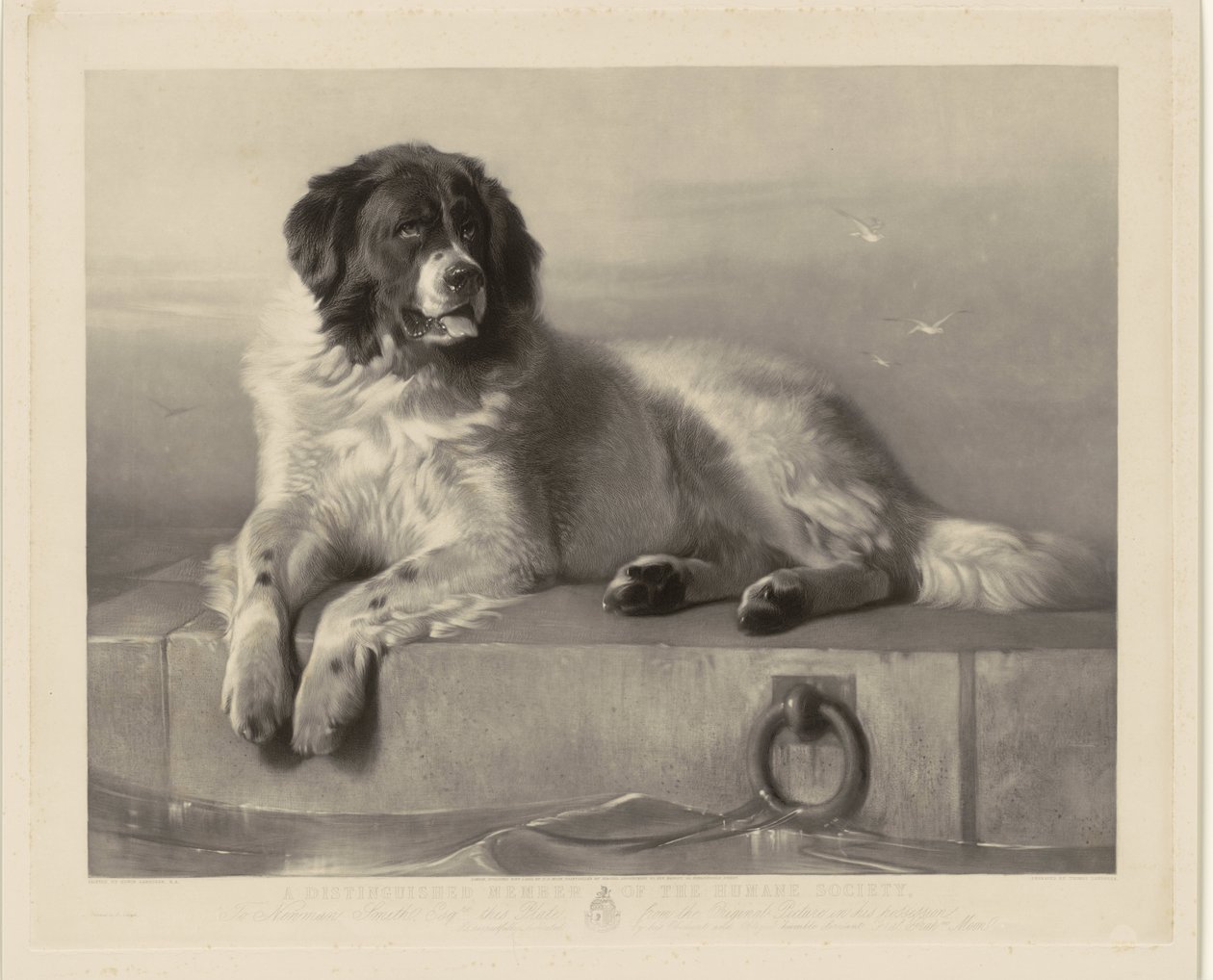 Portret psa ratowniczego Boba, leżącego na molo Zasłużony Członek Towarzystwa Humanitarnego (tytuł na obiekcie) autorstwa Thomas Landseer