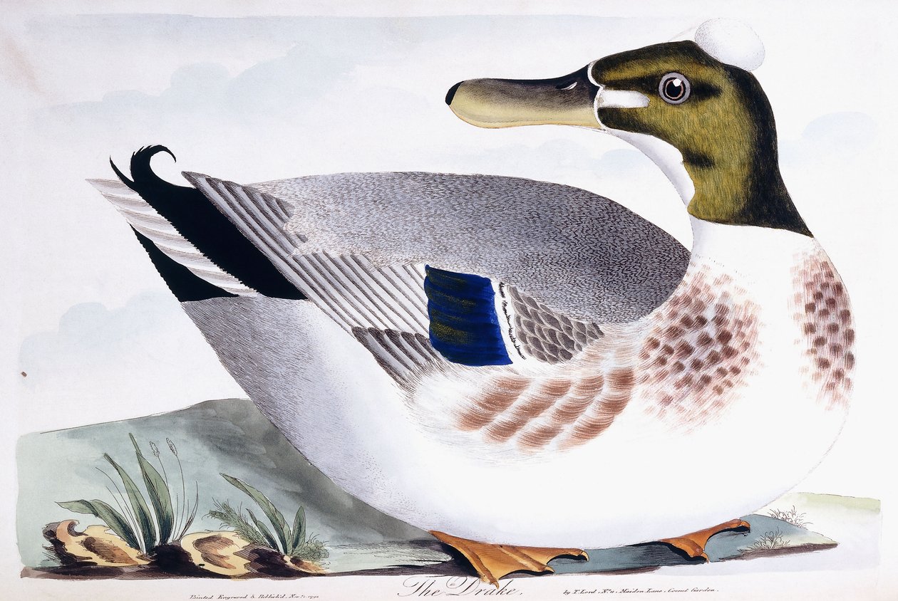 Drake, 1791-96 autorstwa Thomas Lord