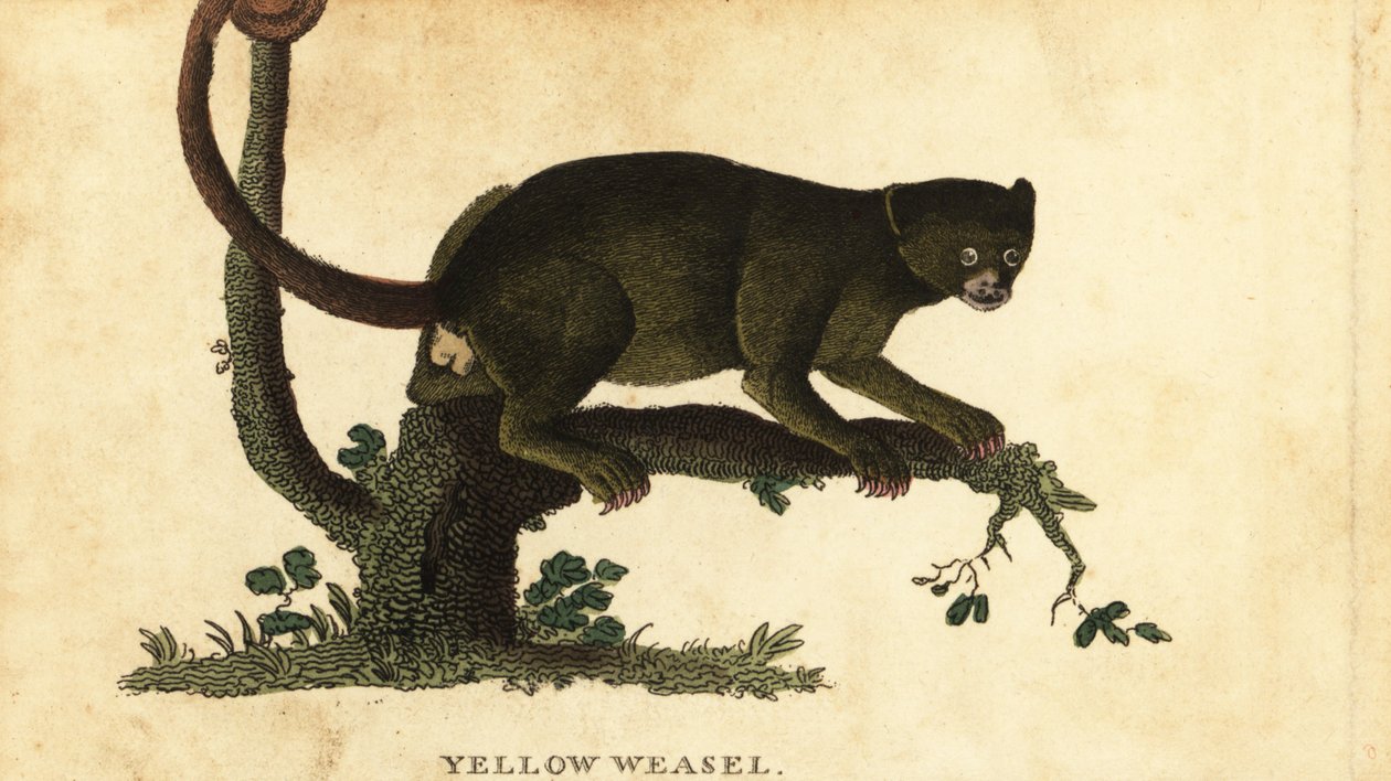Kinkajou, Potos flavus. 1800 (grawerowanie) autorstwa Thomas Pennant