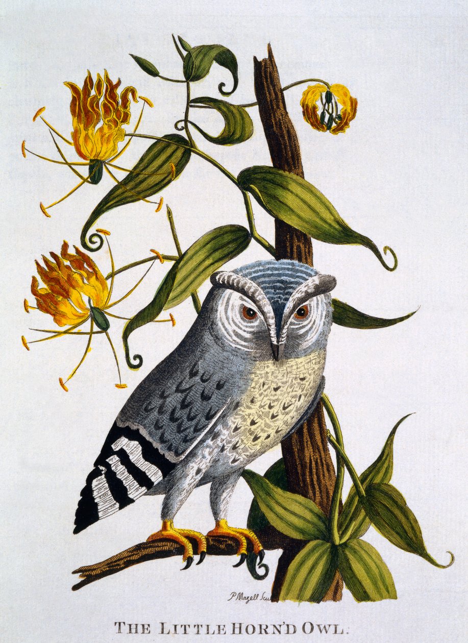 Mała rogata sowa, z „Indian Zoology”, opublikowana w 1790 r. autorstwa Thomas Pennant