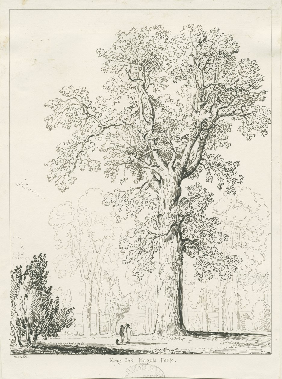 Blithfield - King Oak: rysunek piórem i tuszem autorstwa Thomas Peploe Wood