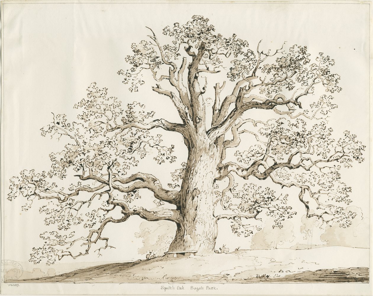 Blithfield - Squitch Oak : długopis i pranie, 1837 autorstwa Thomas Peploe Wood