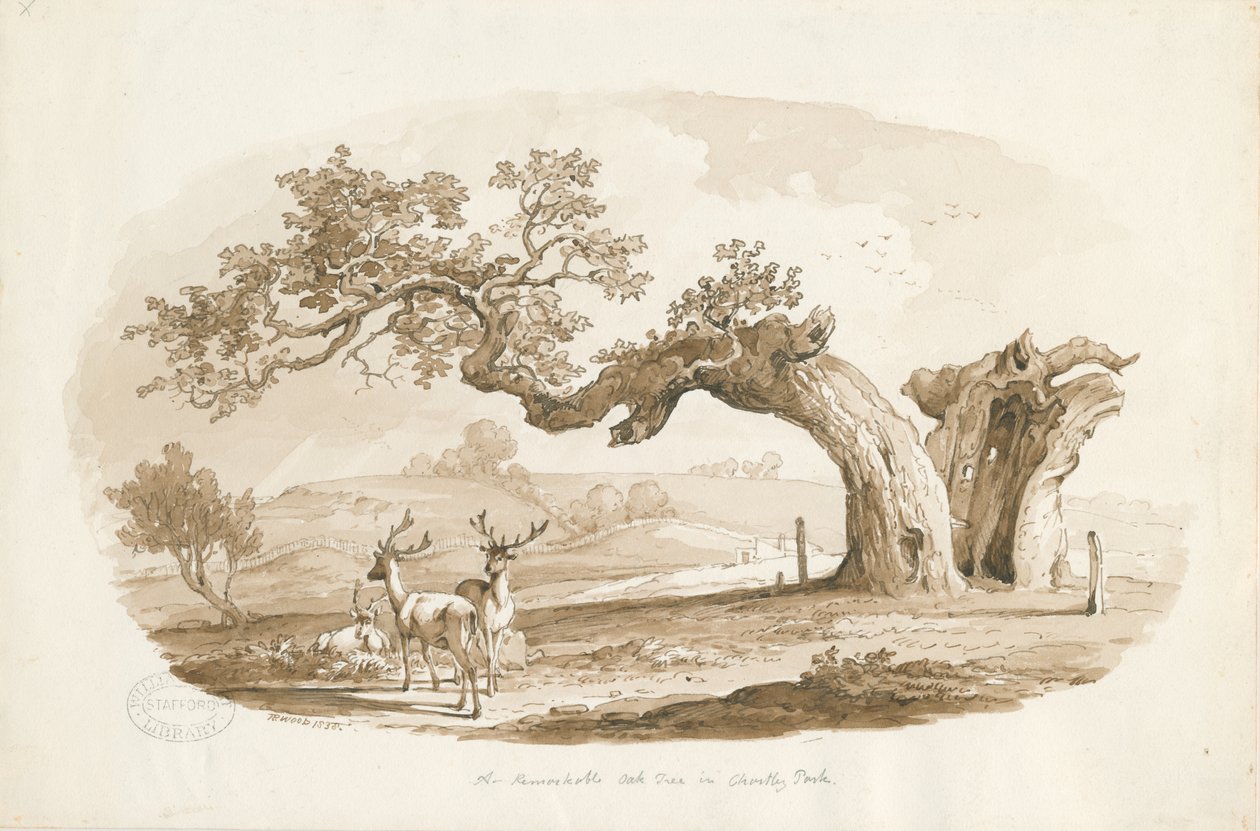 Chartley Hall - Park: rysunek w sepii (winietowany) autorstwa Thomas Peploe Wood