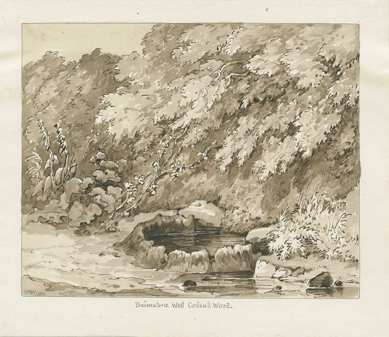 Codsall Wood - Brimstone Well: rysunek w sepii autorstwa Thomas Peploe Wood