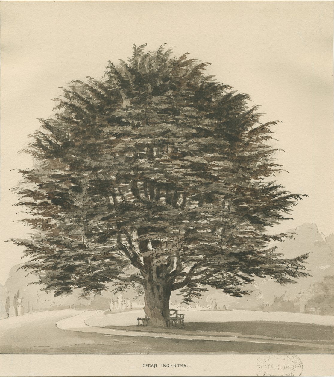 Ingestre - Cedr: rysunek w sepii, nd [?1838] autorstwa Thomas Peploe Wood