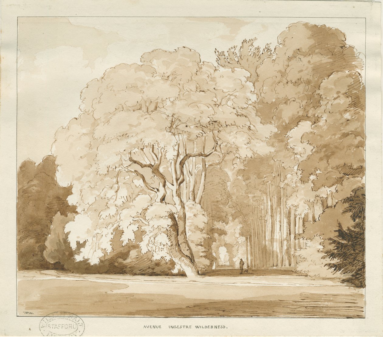 Ingestre - studium drzew: rysunek w sepii, bd [?1838] (rysunek) autorstwa Thomas Peploe Wood