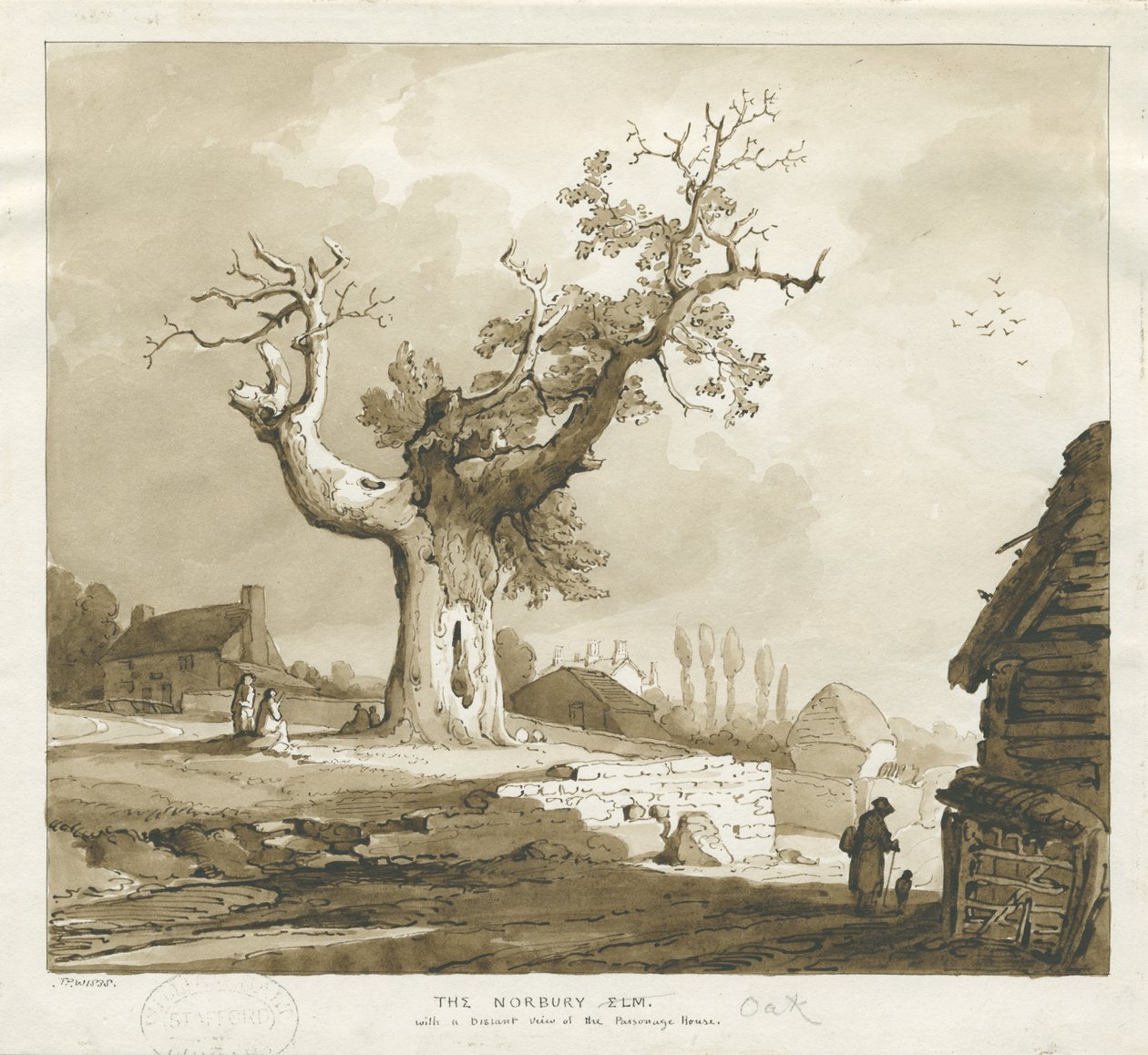 Norbury Village – „Wiąz Norbury”: rysunek w sepii autorstwa Thomas Peploe Wood