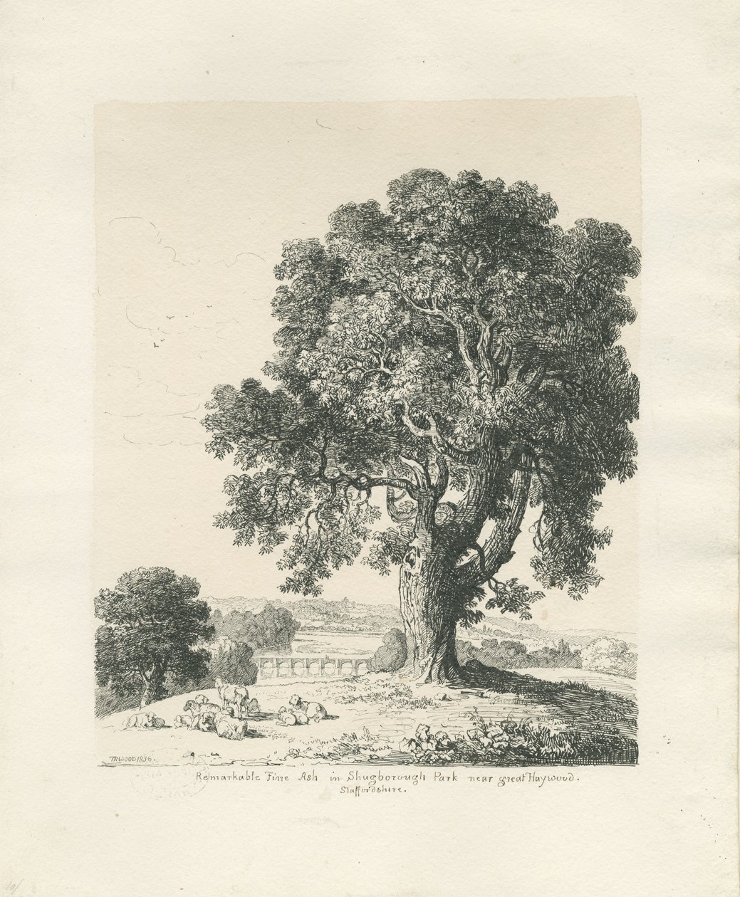 Shugborough Park - Ash Tree: rysunek piórem i tuszem autorstwa Thomas Peploe Wood