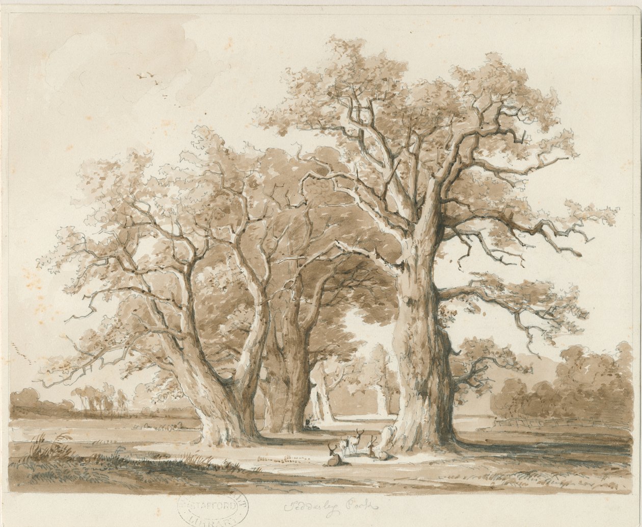 Teddesley Hall - Oak Trees: rysunek ołówkiem i wash, bd [listopad 1842] (rysunek) autorstwa Thomas Peploe Wood