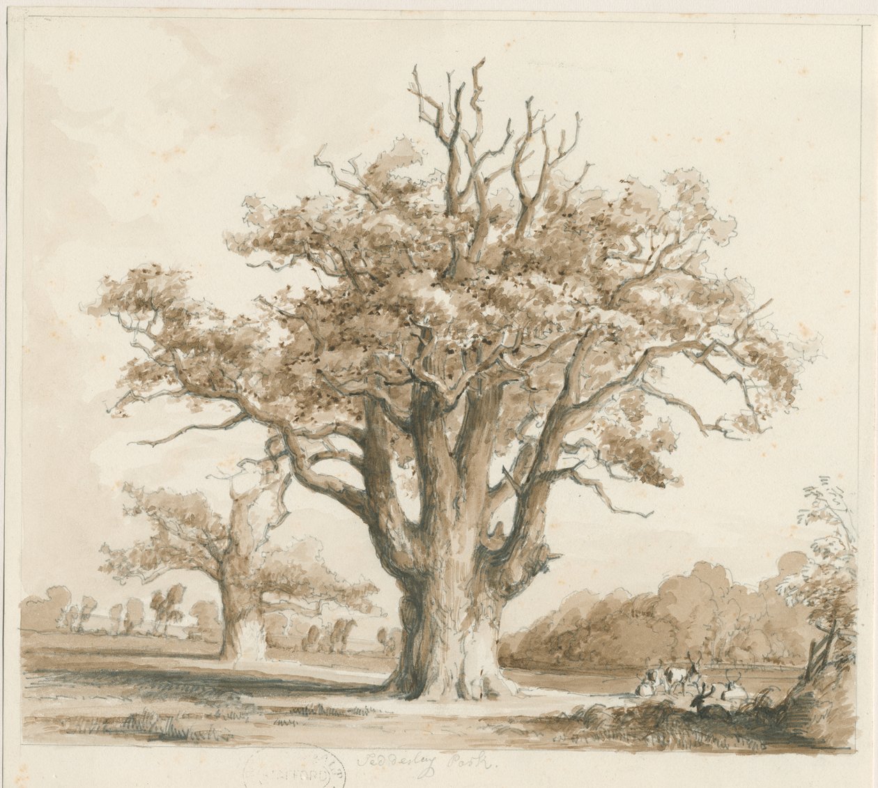 Teddesley Hall - Oak Trees: rysunek ołówkiem i wash, bd [listopad 1842] autorstwa Thomas Peploe Wood