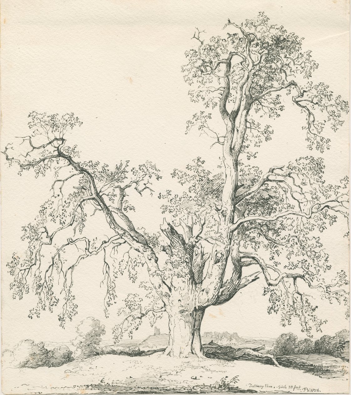 Tutbury - „Wych Elm”: rysunek piórem i tuszem autorstwa Thomas Peploe Wood