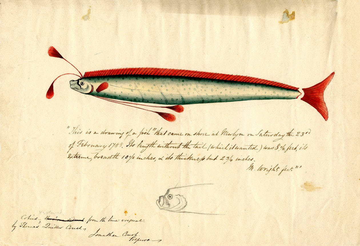 Akwarela przedstawiająca rybę Newlyn Oarfish (Regalecus glesne), ok. 1849 r. (ołówek i akwarela na papierze) autorstwa Thomas Quiller Couch