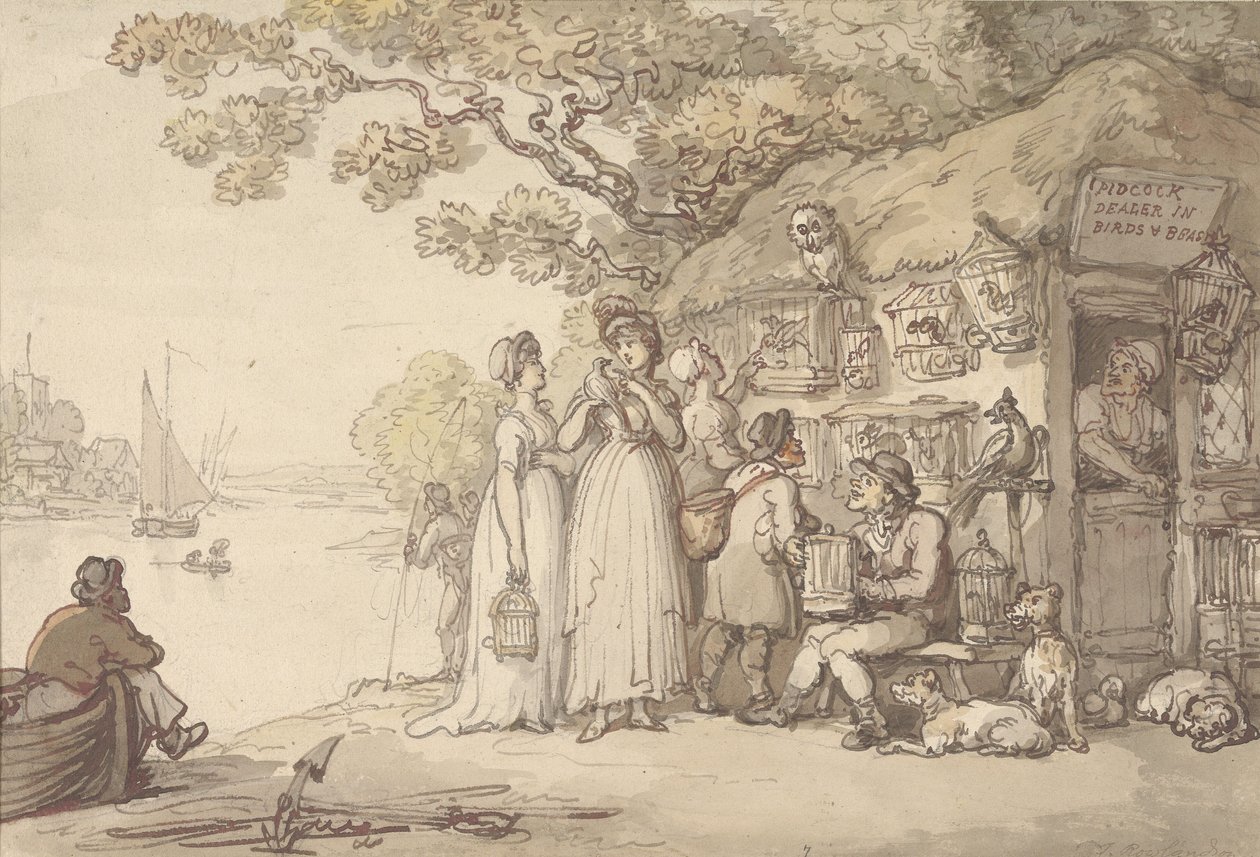 Pidcock, sprzedawca ptaków i zwierząt autorstwa Thomas Rowlandson