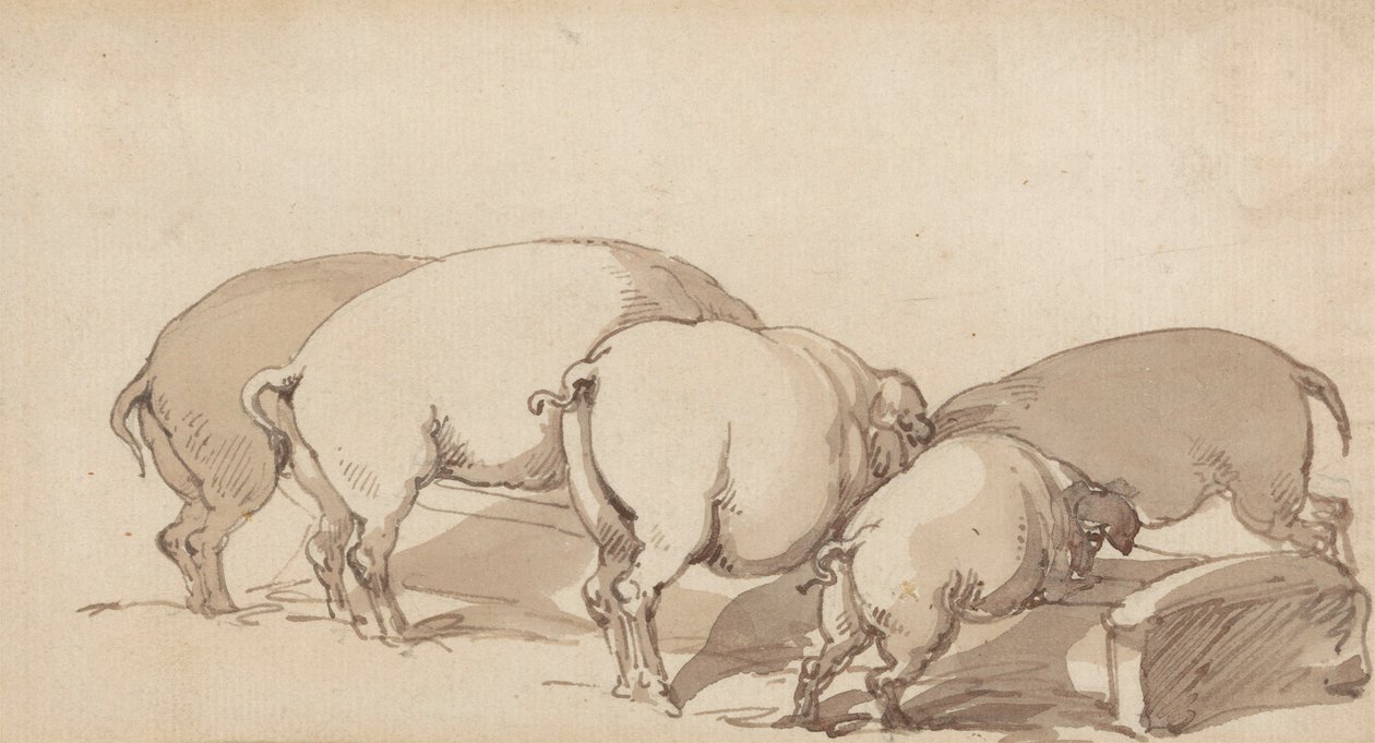 Świnie w korycie, ok. 1790 (grafit z piórem i atramentem oraz brązowe przemycie na papierze) autorstwa Thomas Rowlandson