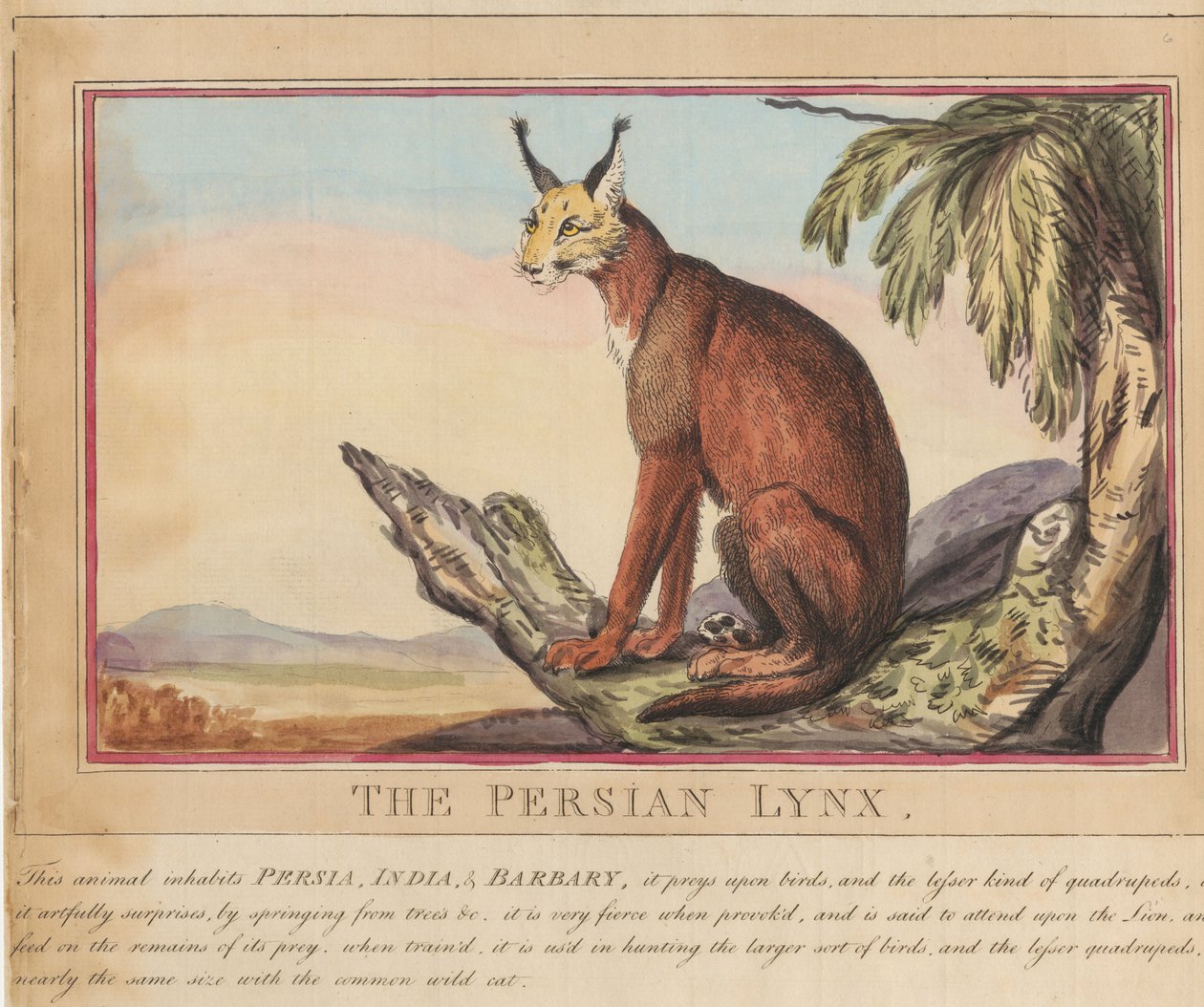 Zestaw ośmiu rycin wraz ze stroną tytułową. „Zwierzęta zagraniczne i krajowe”.  7.  Ryś perski autorstwa Thomas Rowlandson
