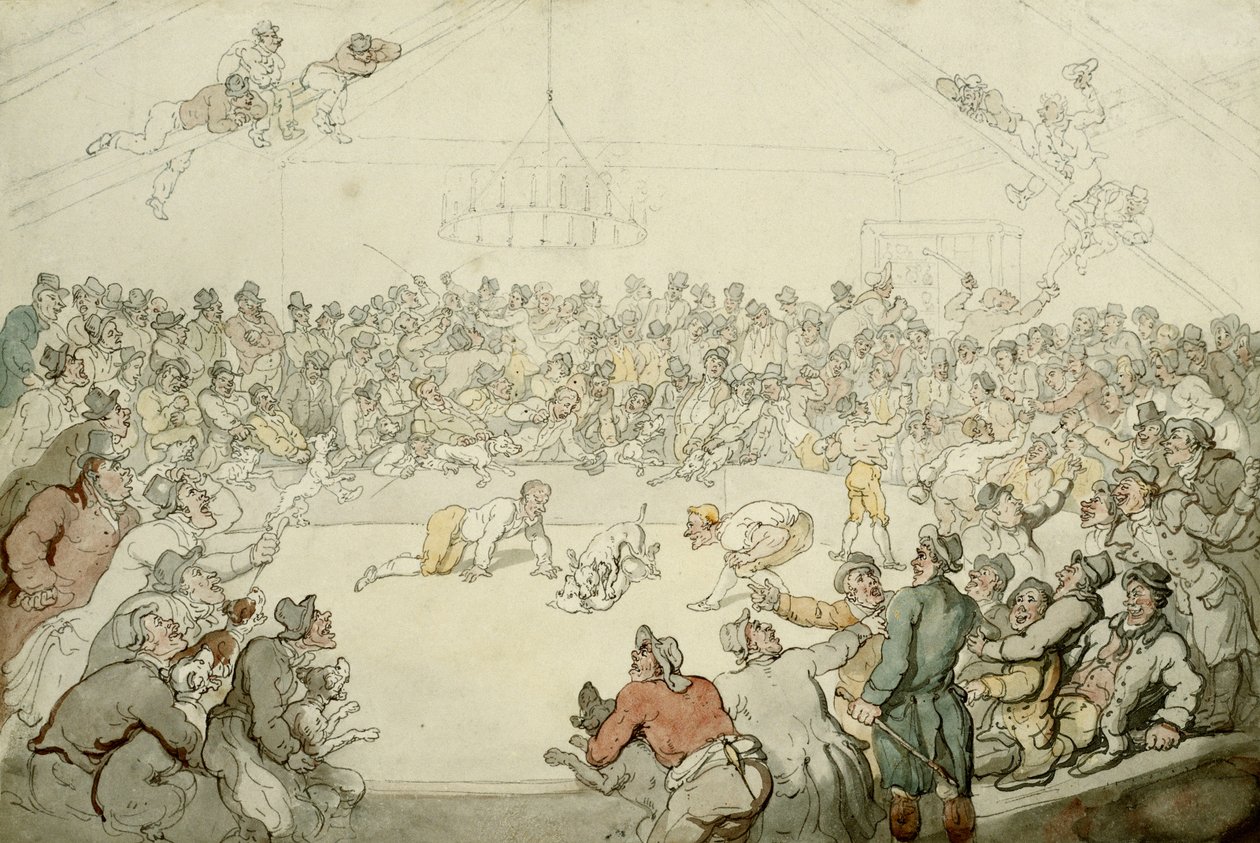 Westminster Pitt, 1798 autorstwa Thomas Rowlandson