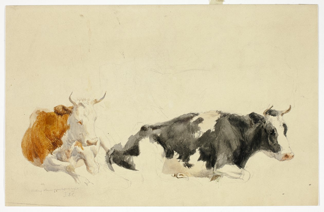 Dwie leżące krowy (recto); Szkic stojącej krowy (verso) autorstwa Thomas Sidney Cooper