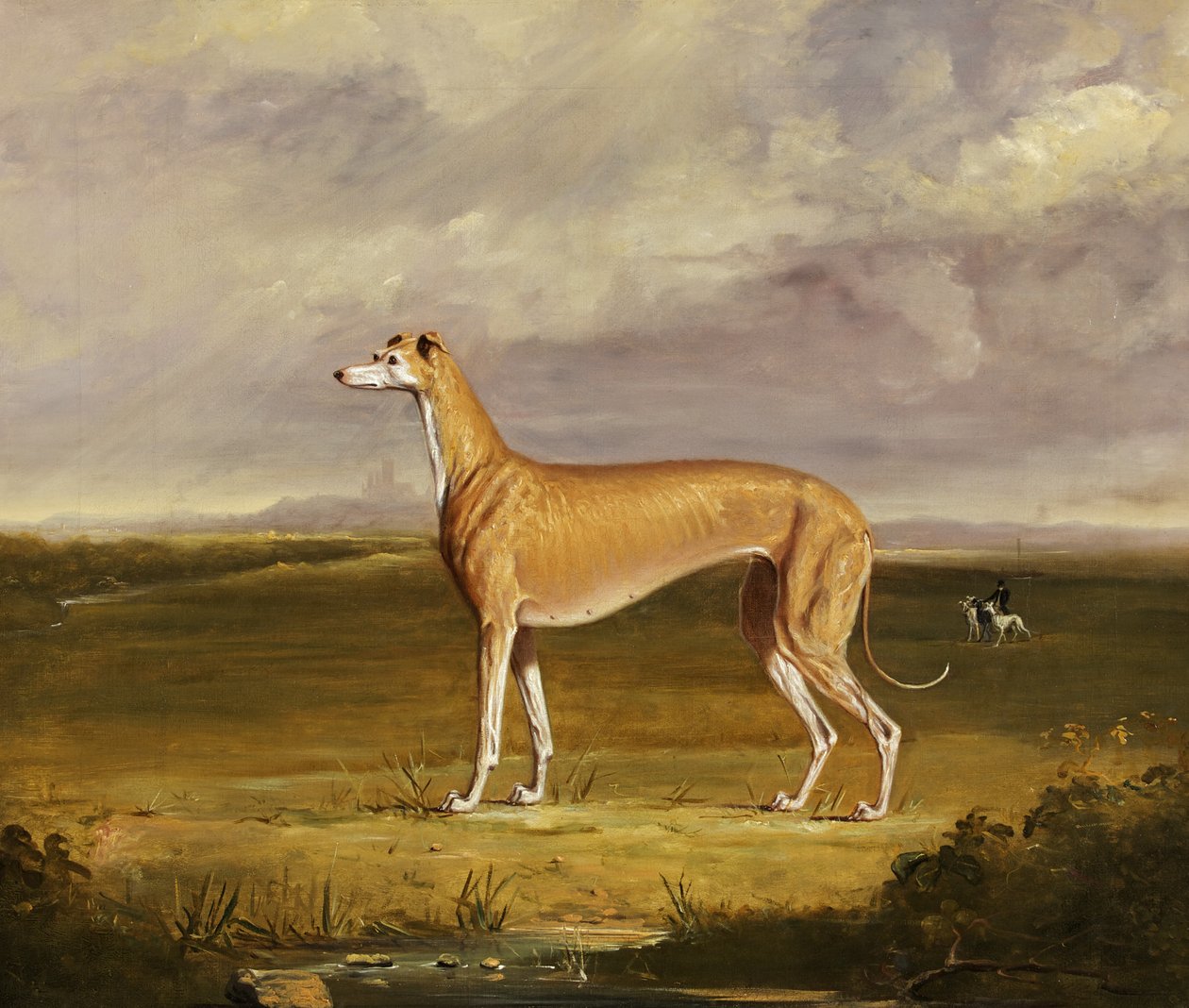 Greyhound, ok.1830 (olej na płótnie) autorstwa Thomas W. Bretland