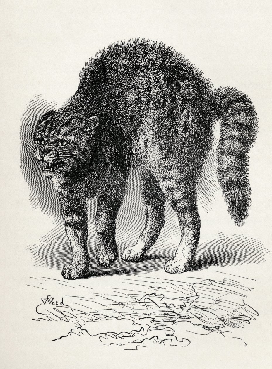 Kot przerażony przez psa, z „Wyrażania emocji u człowieka i zwierząt” Karola Darwina, 1872 (lito) autorstwa Thomas W. Wood